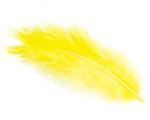 Piume - Giallo
