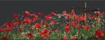 Poppies - Nero