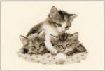 Gattini