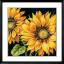 Dramatic Sunflower