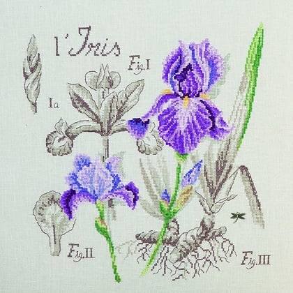 Étude à l\'Iris - Lino