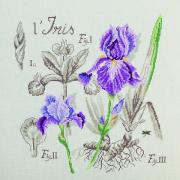 Étude à l'Iris - Lino