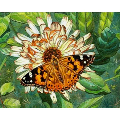 Butterfly on the flower