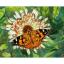 Butterfly on the flower