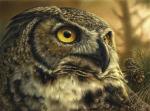 Watchful Owl
