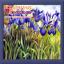 Blue Irises