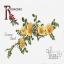 Rosaceae - Canary Bird