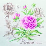 Étude à la Pivoine - Lino