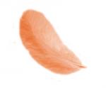 Piume 12 cm: Arancione