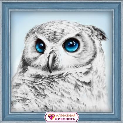 Owl\'s Look