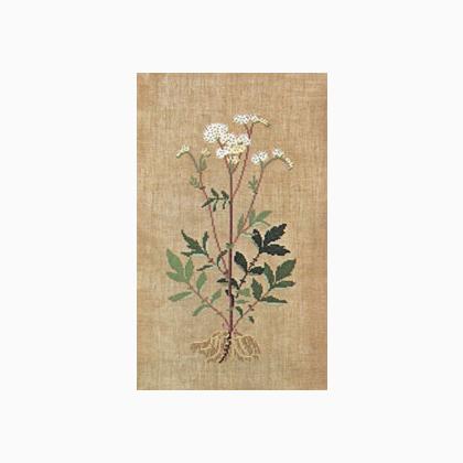 Common Herb