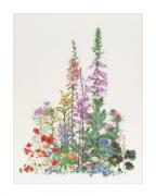 American Wild Flowers