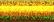 028L Solar Flair Kreinik Ribbon (1/16")