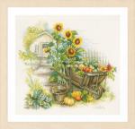 Wheelbarrow & sunflowers