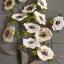 Kit Anemone di carta crespa