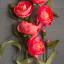 Kit Peonia di carta crespa