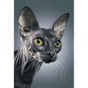 Dark Sphynx Cat