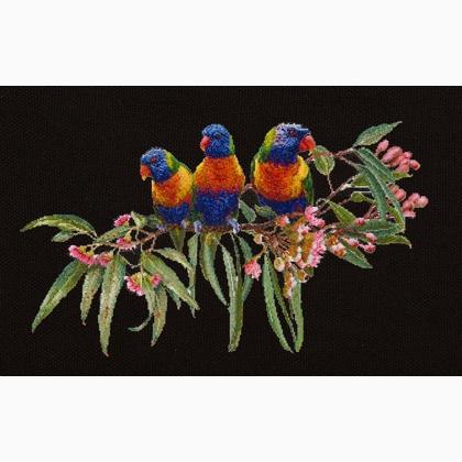 Lorikeets - Nero