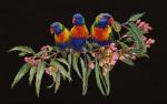Lorikeets - Nero