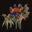 Lorikeets - Nero