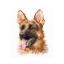 Animal Portraits - Shepherd