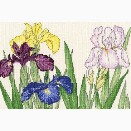 Iris Blooms
