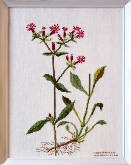 Caryophyllaceae