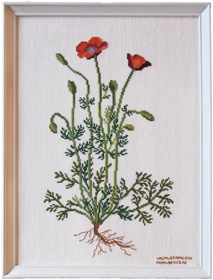 Papaveraceae