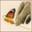 Mano e Farfalla
