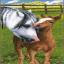 Cavallo e puledro