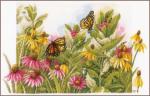 Echinacea e farfalle