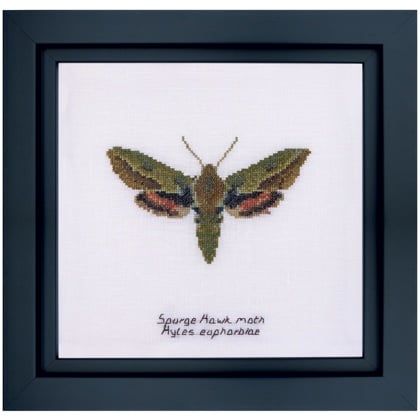 Spurge Hawk moth