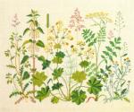 Lady's Mantle
