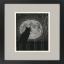 Black Moon Cat
