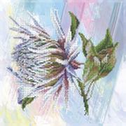Protea 3°