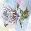 Protea 3°