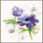 Anemoni blu