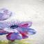 Anemoni blu