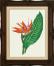 Bird of Paradise - Au Naturel