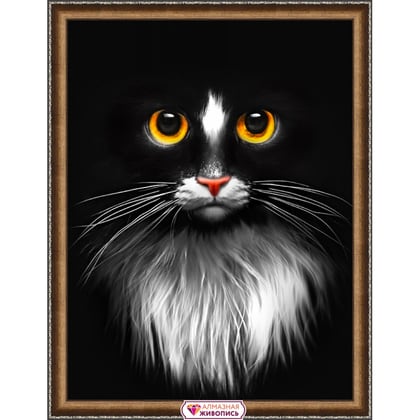 Black Cat