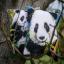 Cuscino: Panda