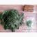 Filo in seta - Pine
