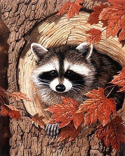 Racoon in the Tree