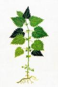 Stinging Nettle