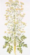 Parsnip / Pastinaca