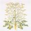 Parsnip / Pastinaca