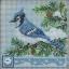 Blue Jay