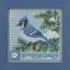 Blue Jay