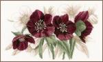 Hellebores