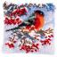 Cardellino in inverno